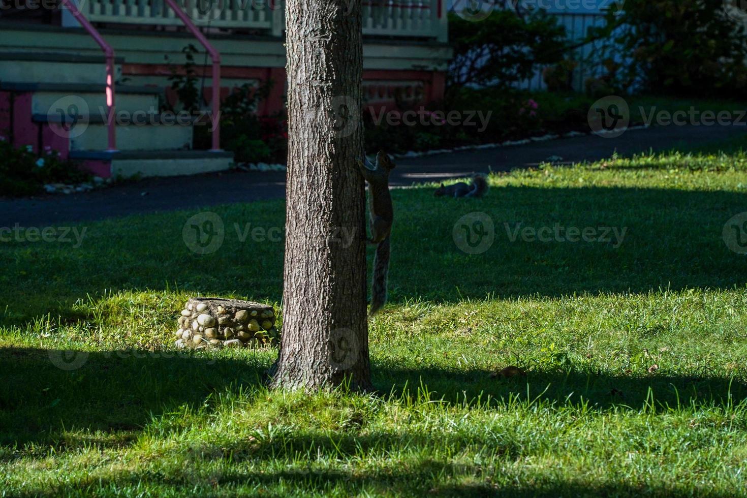 un écureuil vous regarde depuis un arbre photo