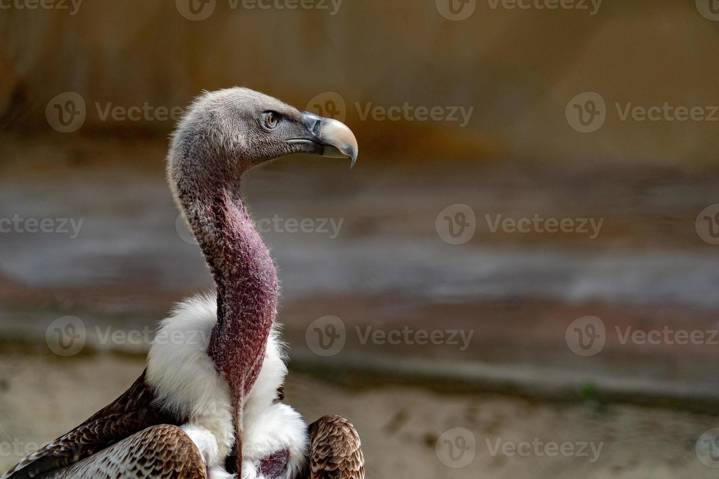 vautour, buse vous regarde photo