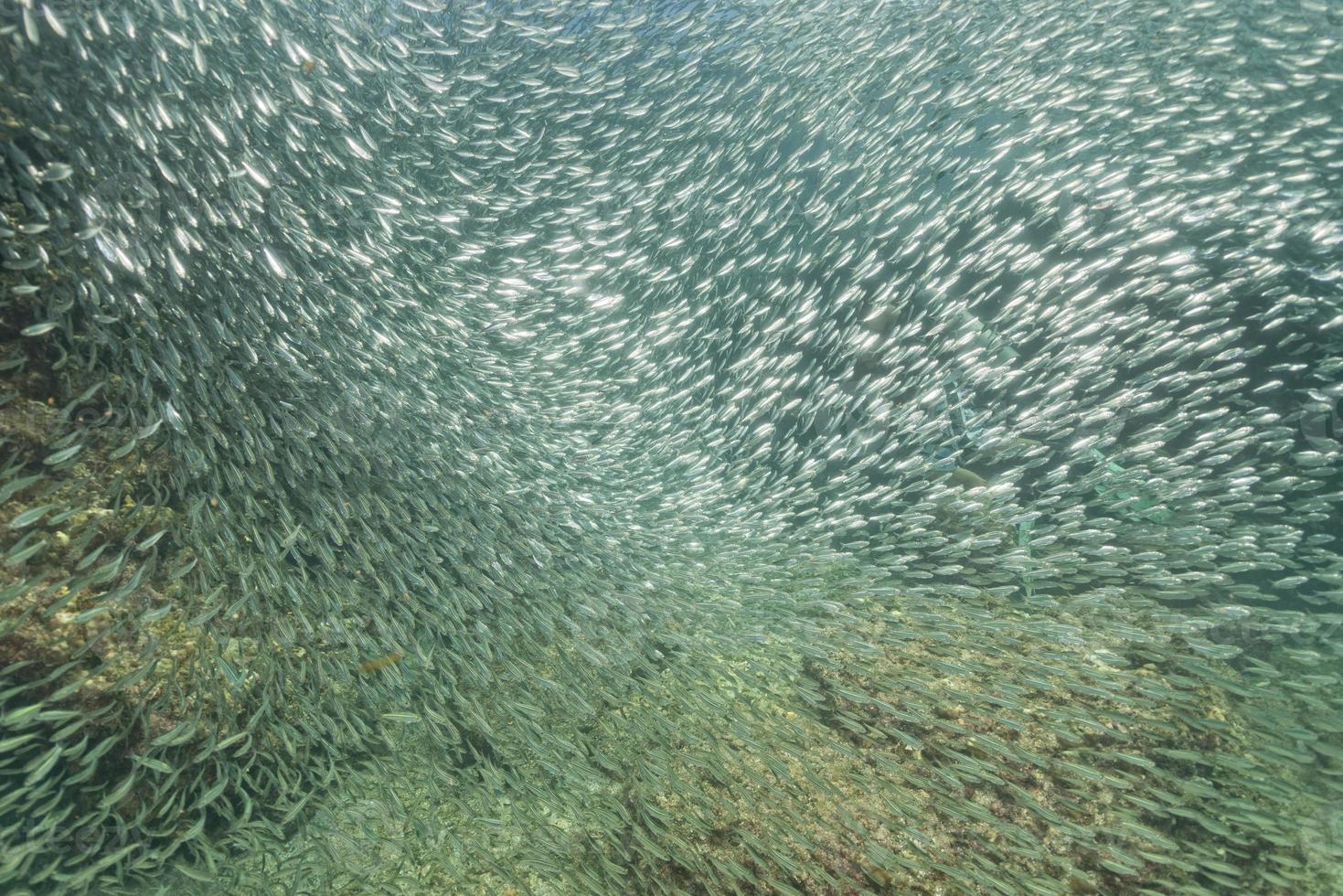 À l'intérieur d'un banc de sardines de poissons de près dans la mer d'un bleu profond photo