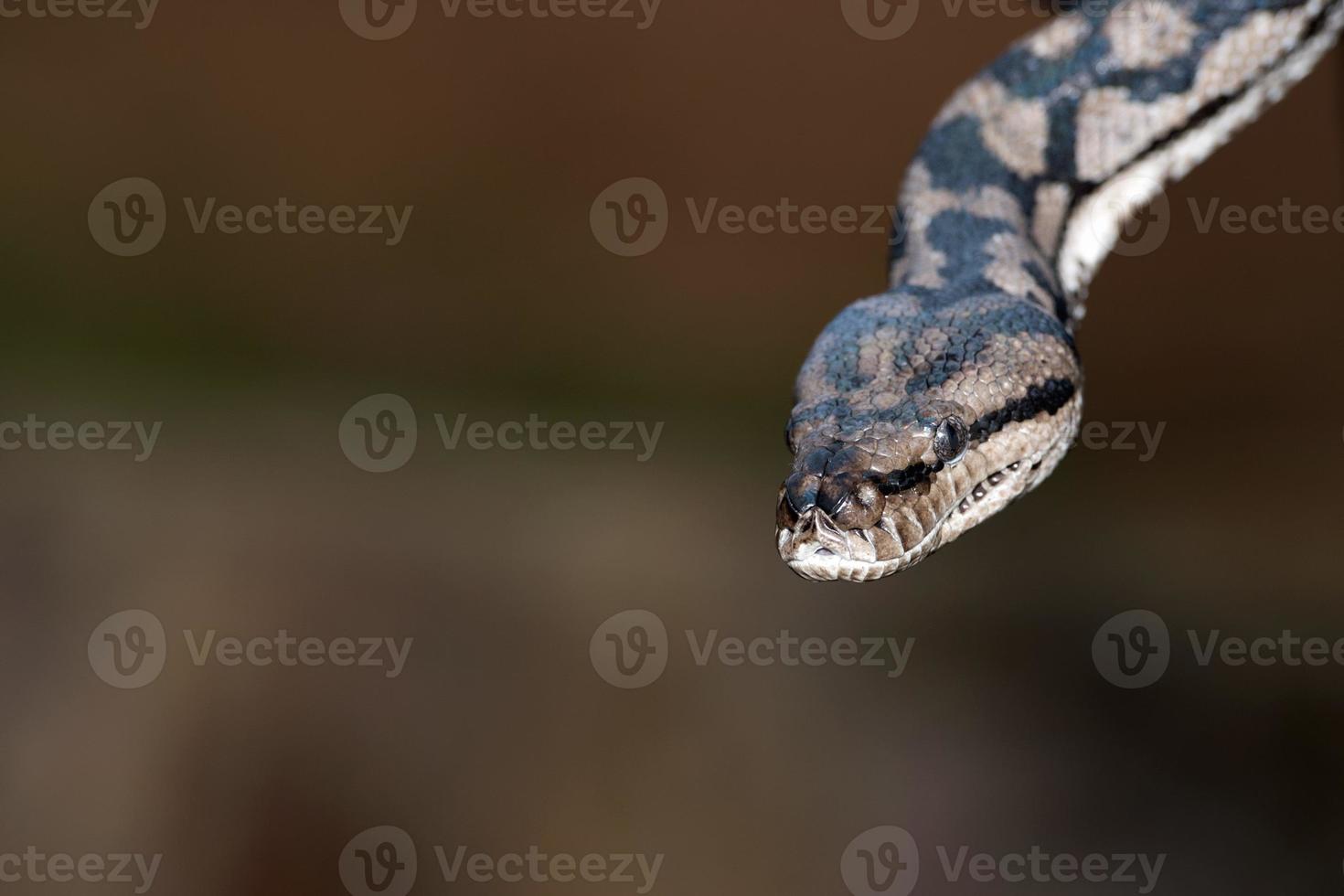 portrait de serpent python venant à vous photo