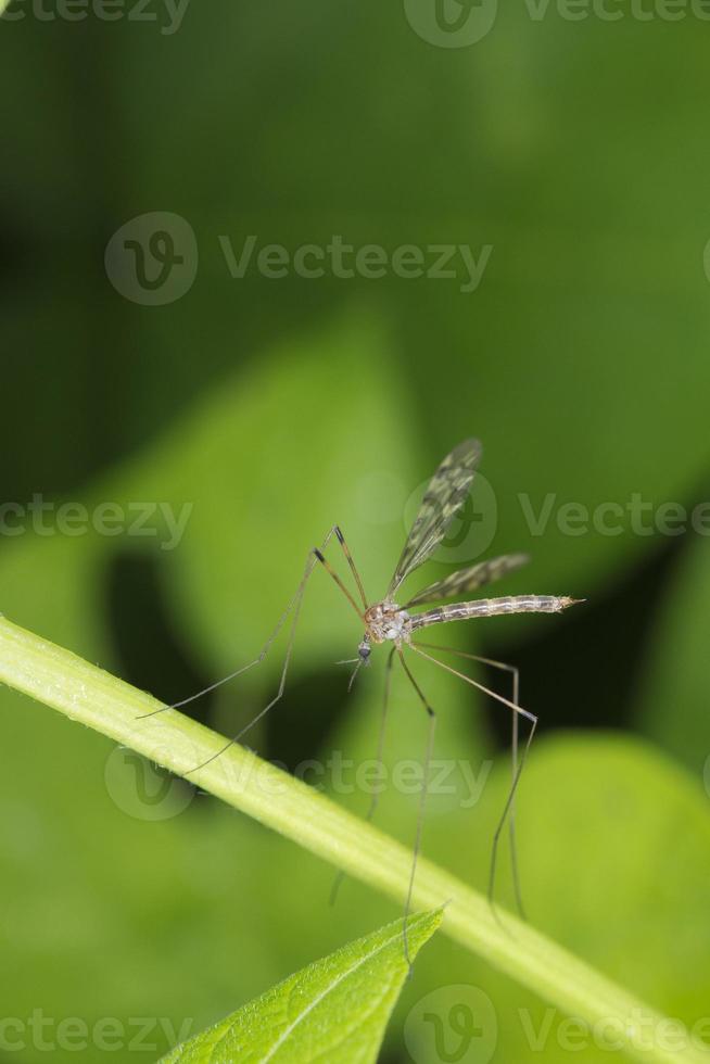 Moustique géant isolé voler sur fond de feuille verte photo