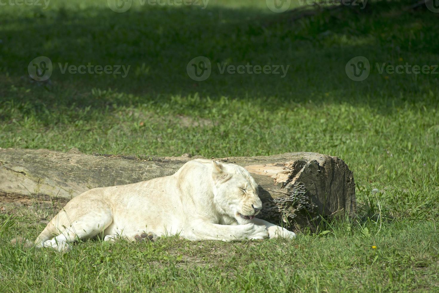 lionne blanche photo