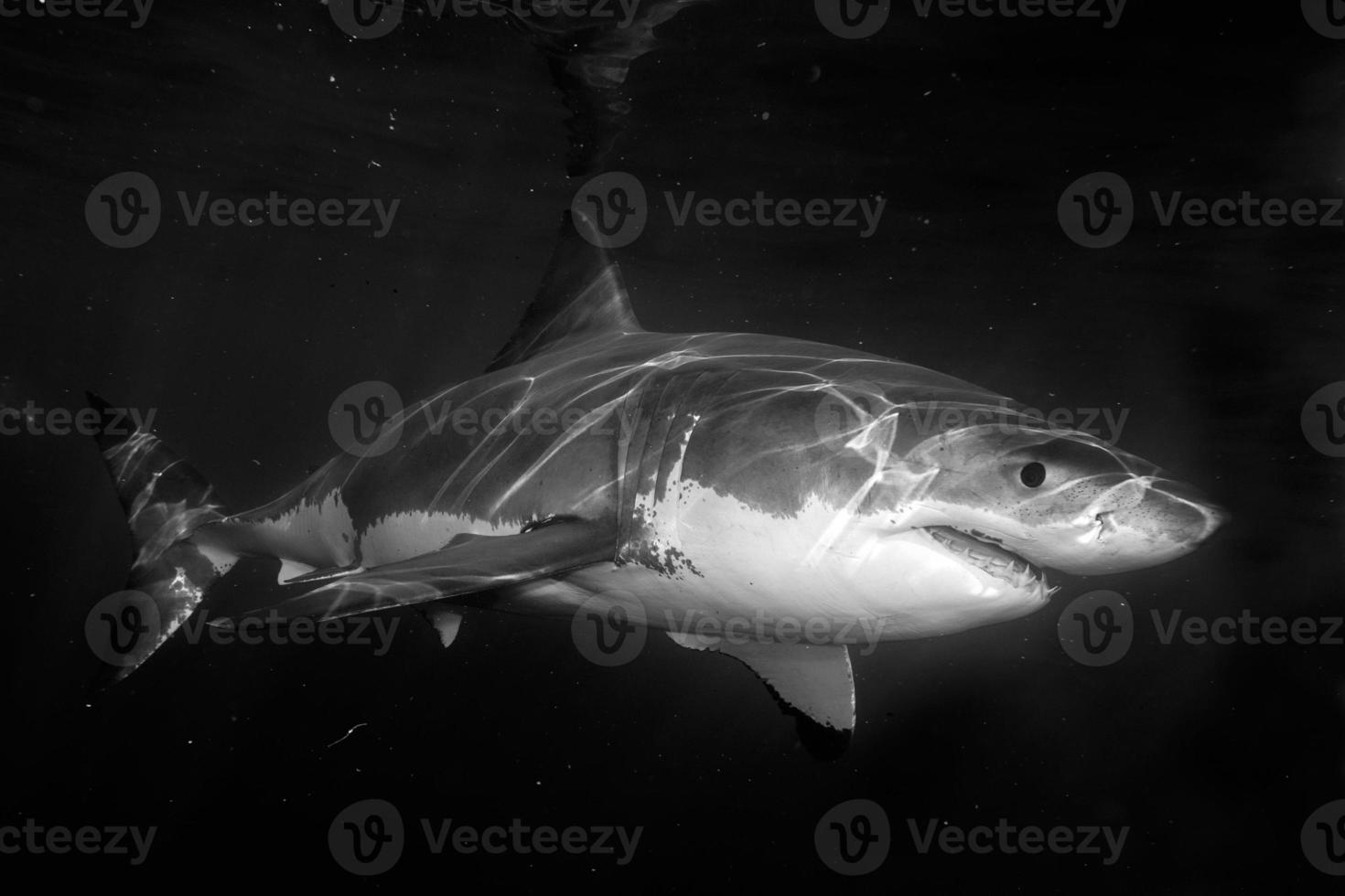 grande attaque de requin blanc photo