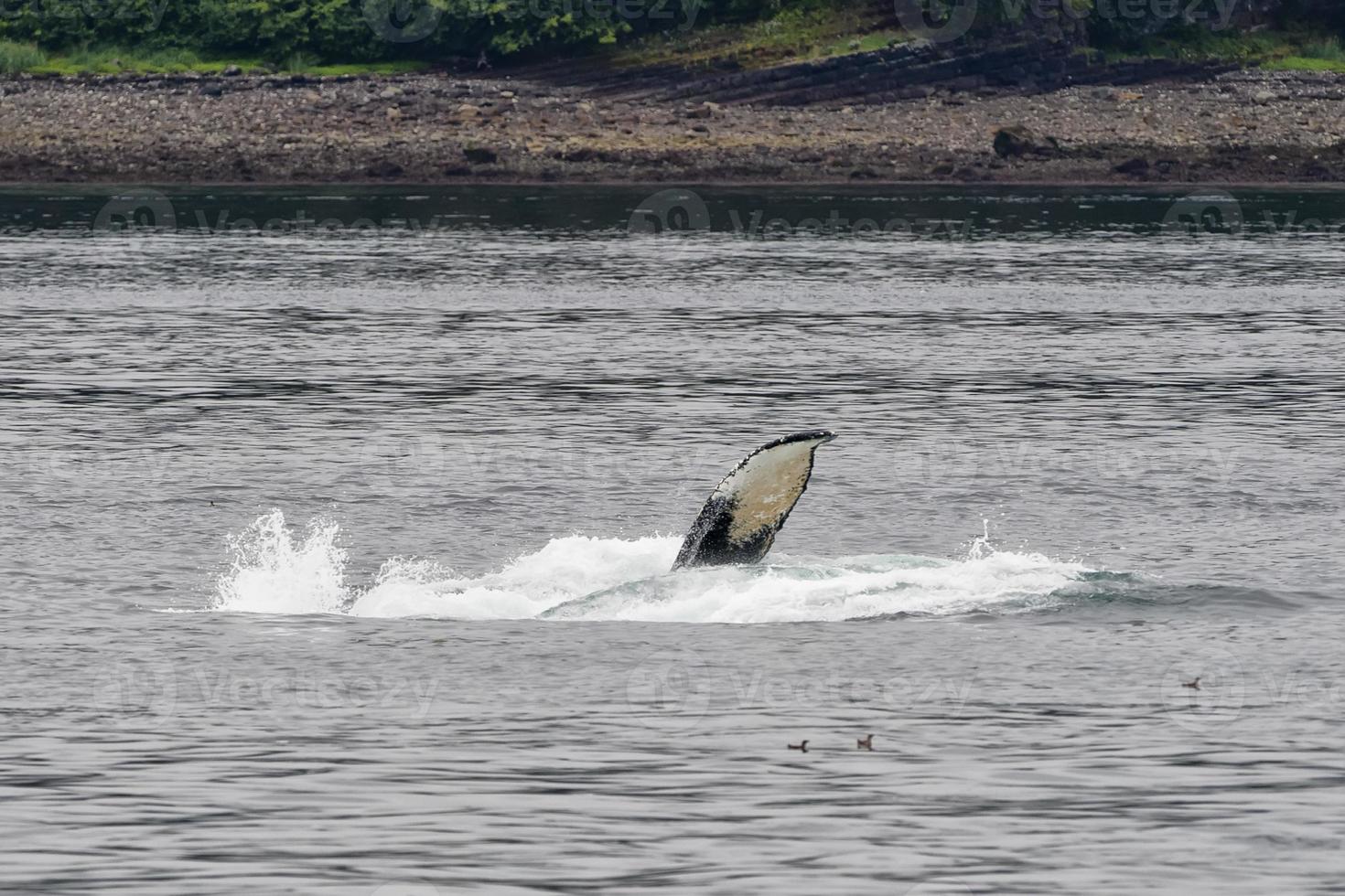 Baleine à bosse tout en violant près de la rive dans la baie du glacier en Alaska photo