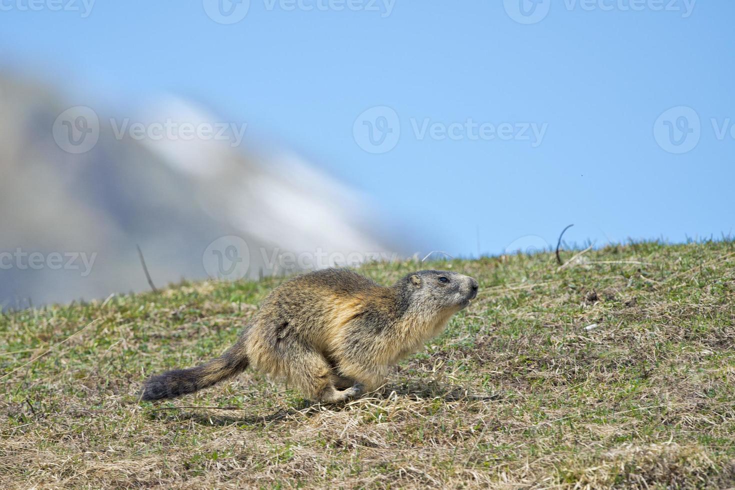 portrait de marmotte en courant photo