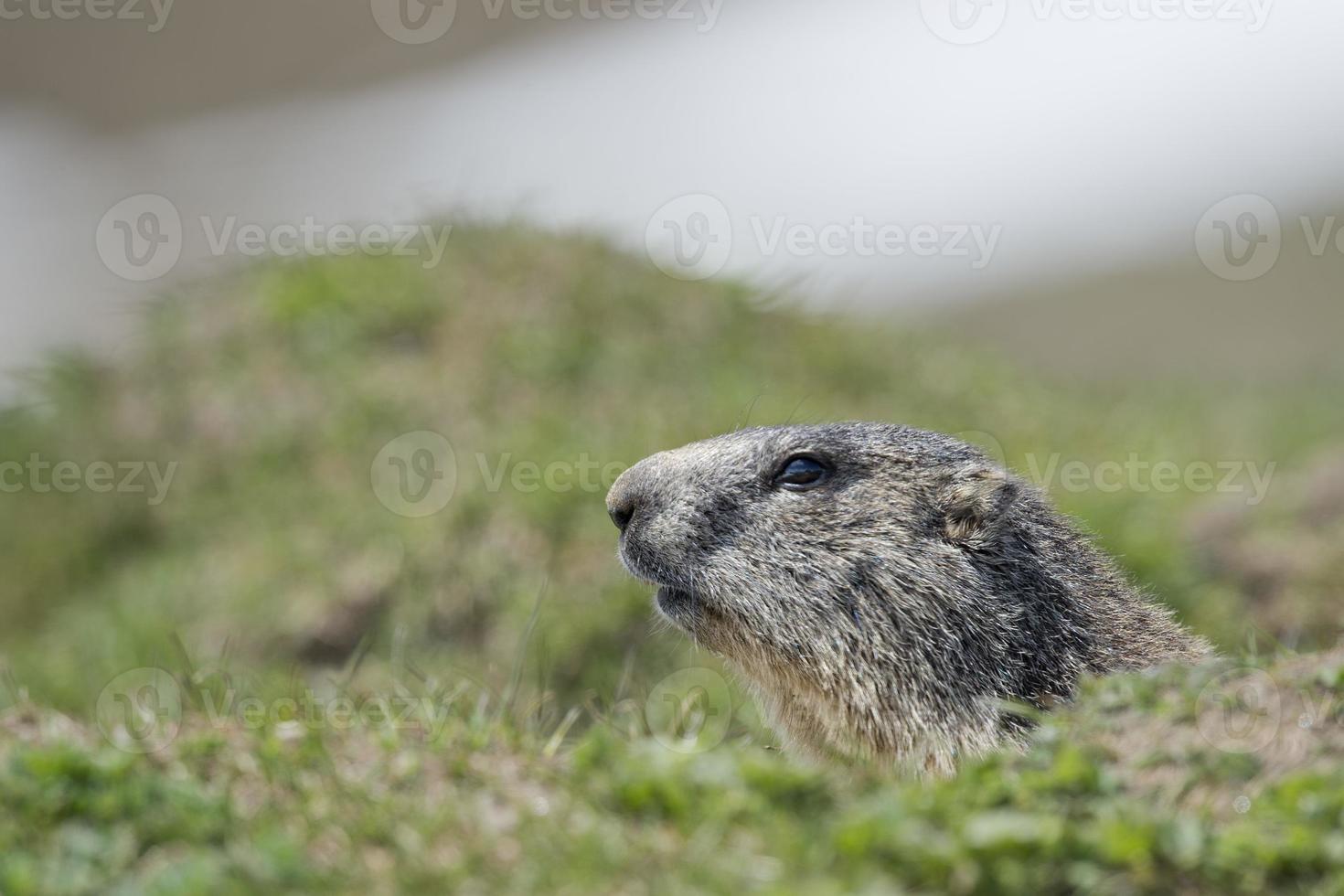 portrait de marmotte isolé à l'extérieur de son nid photo