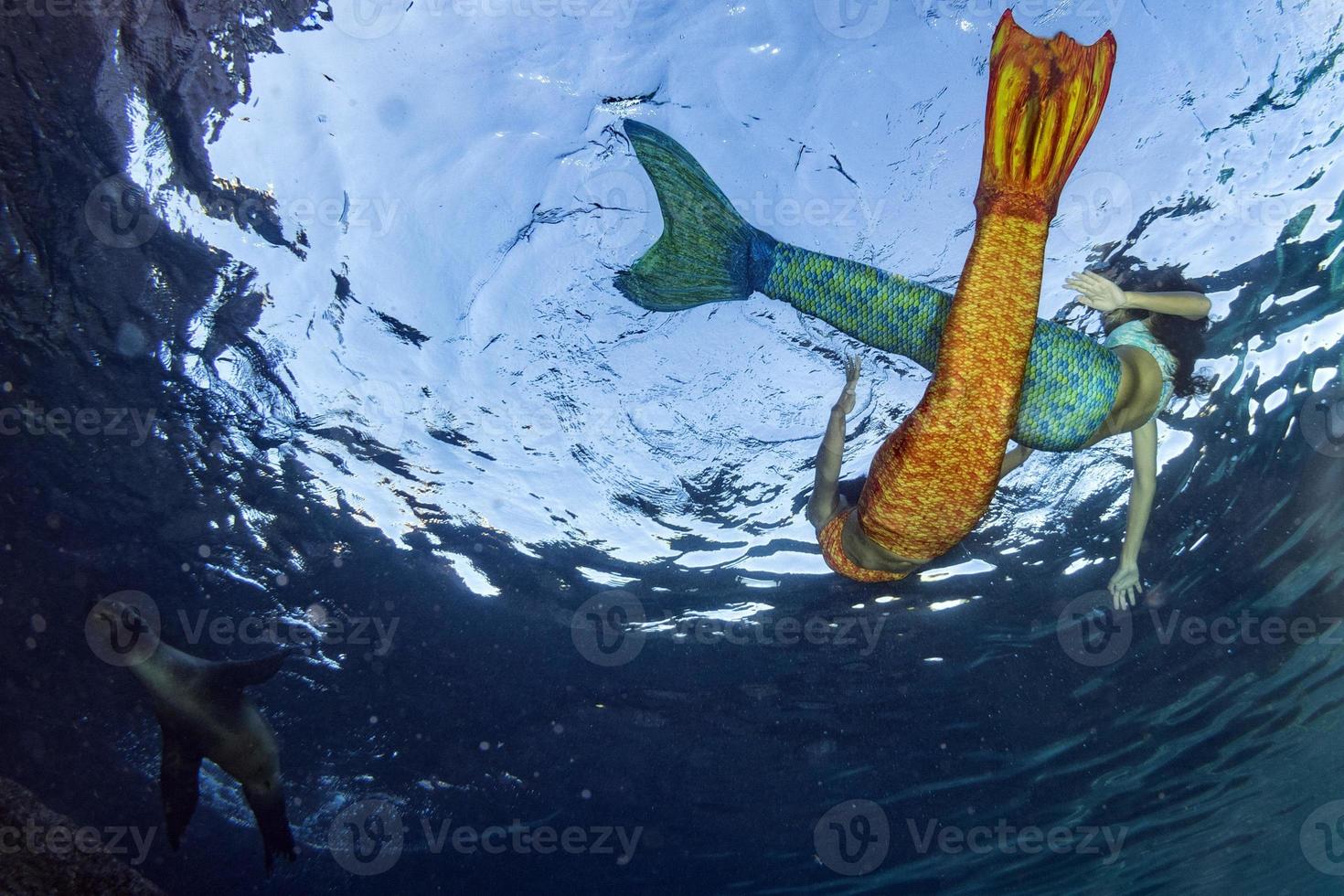 sirène nageant sous l'eau dans la mer d'un bleu profond avec un phoque photo