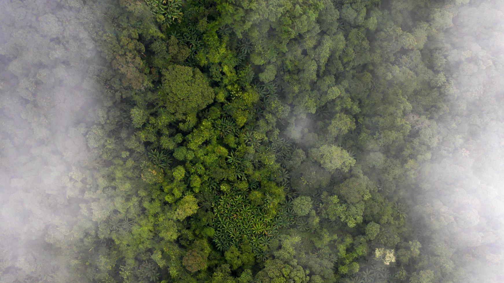 photo aérienne d'une forêt