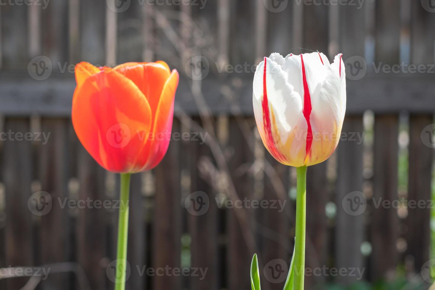 mise au point sélective. tulipes dans le jardin avec des feuilles vertes en blanc et rouge. arrière-plan flou. une fleur qui pousse parmi l'herbe par une chaude journée ensoleillée. fond naturel de printemps et de pâques avec tulipe. photo