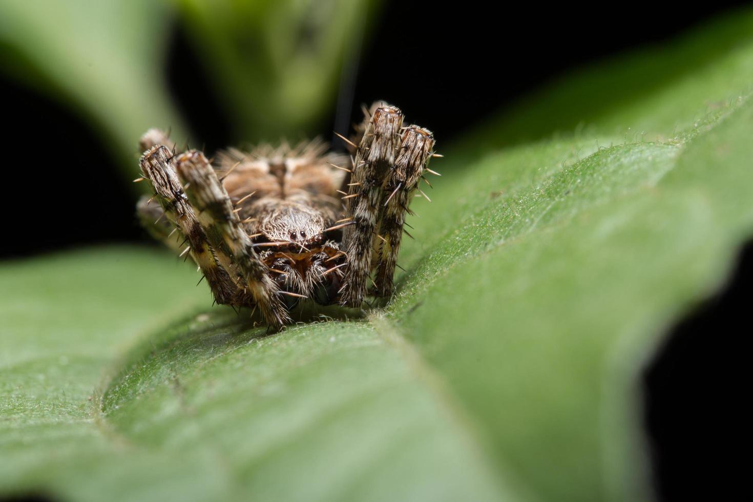 araignée sur une feuille, gros plan photo