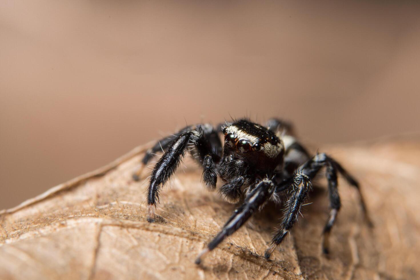 araignée sur une feuille, gros plan photo