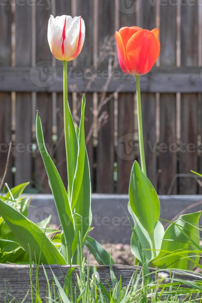 mise au point sélective. tulipes dans le jardin avec des feuilles vertes en blanc et rouge. arrière-plan flou. une fleur qui pousse parmi l'herbe par une chaude journée ensoleillée. fond naturel de printemps et de pâques avec tulipe. photo