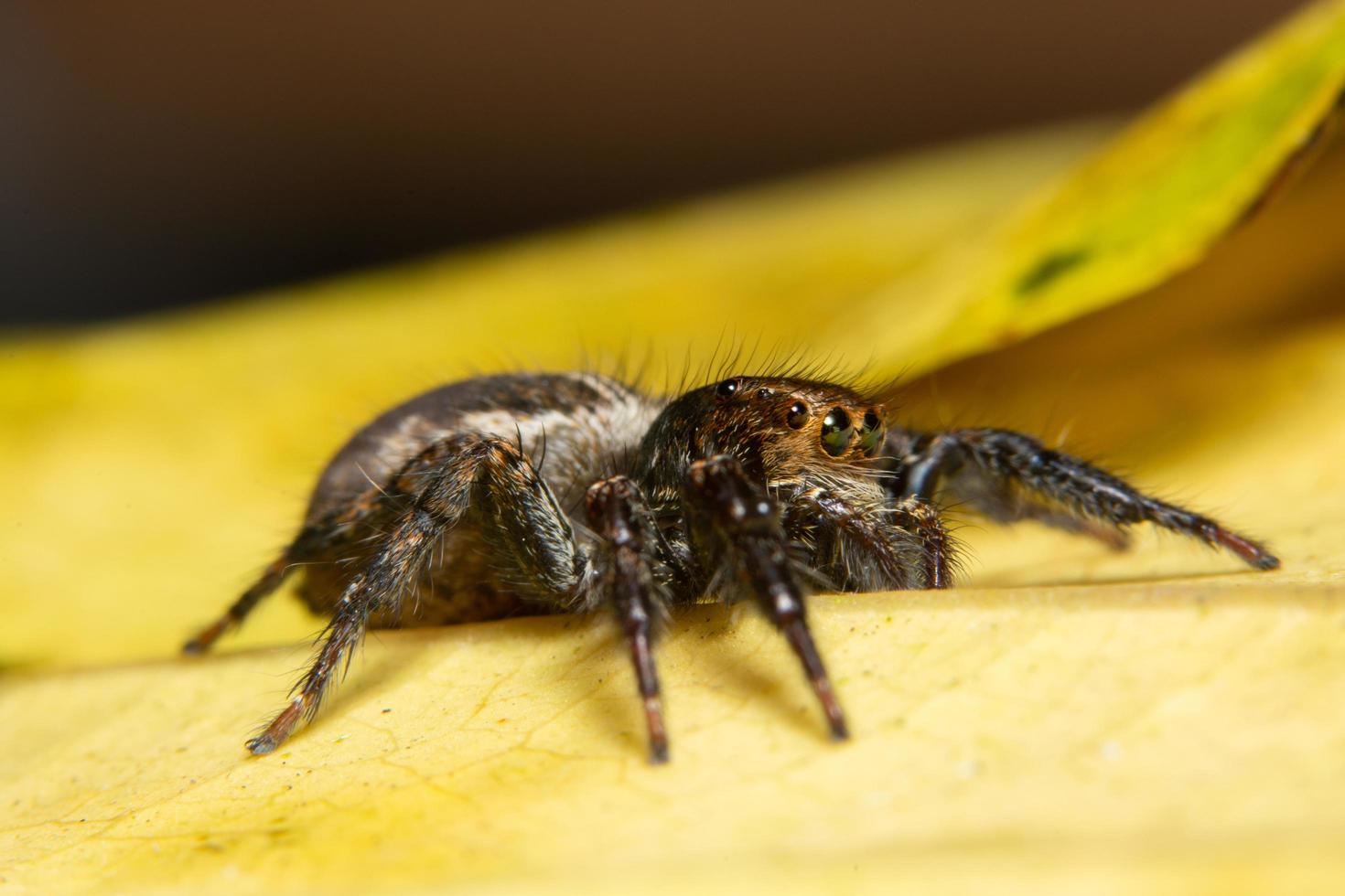 araignée macro sur une feuille jaune photo