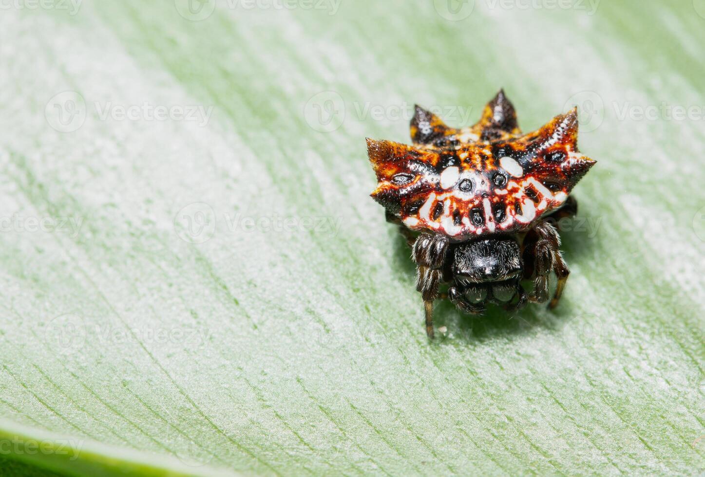 araignée sur une feuille, gros plan photo