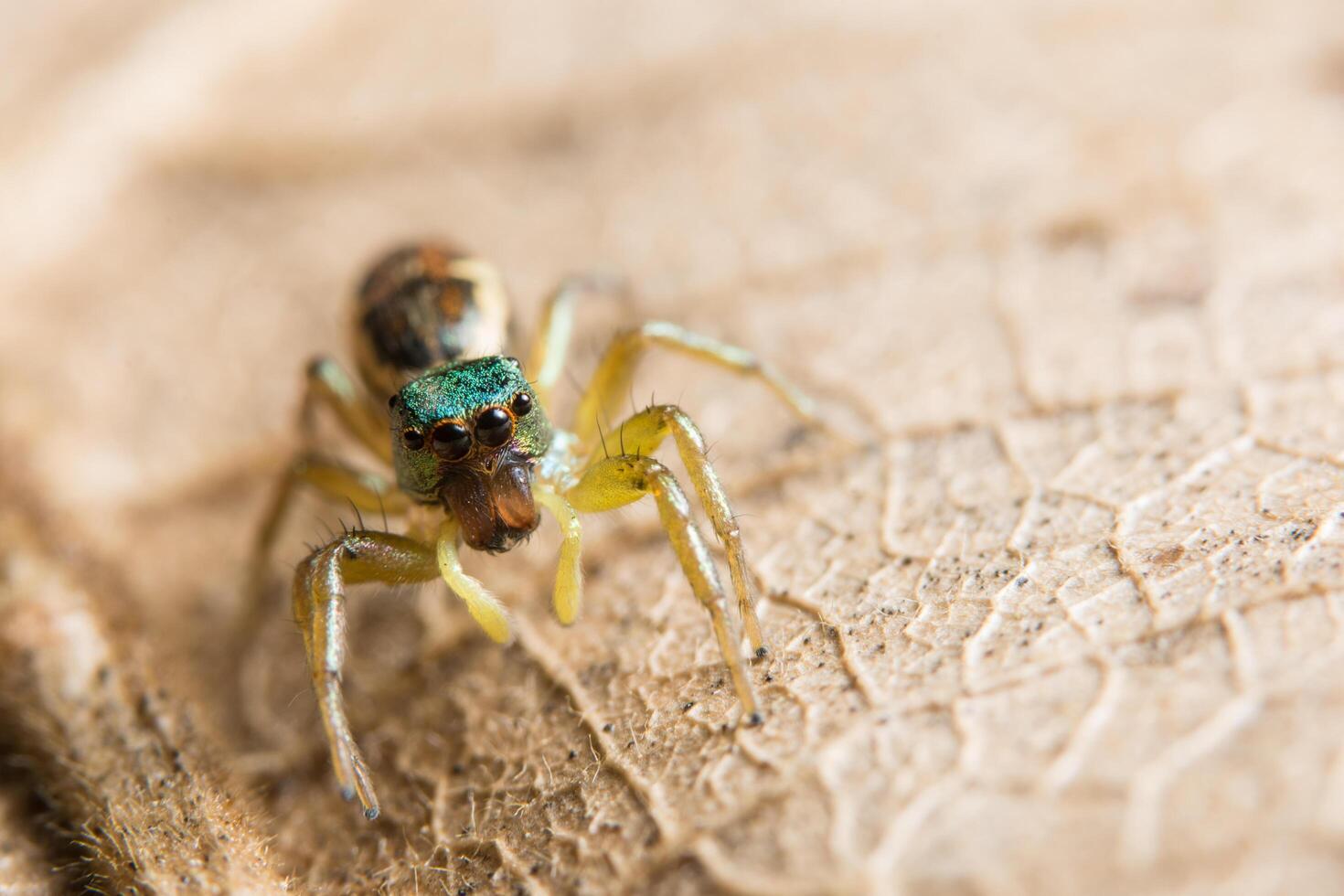 araignée sur une feuille, gros plan photo