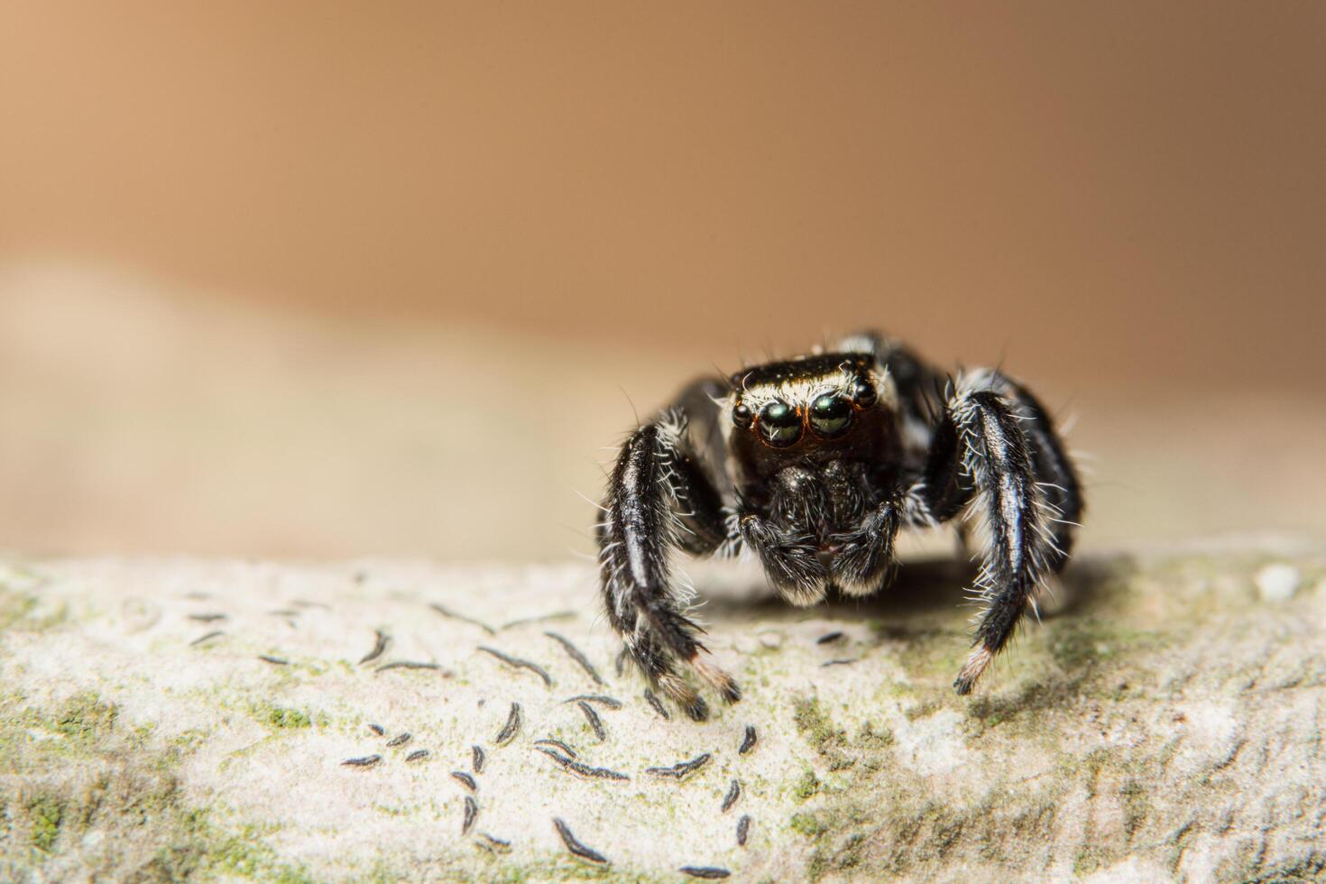 araignée sur un arbre, gros plan photo