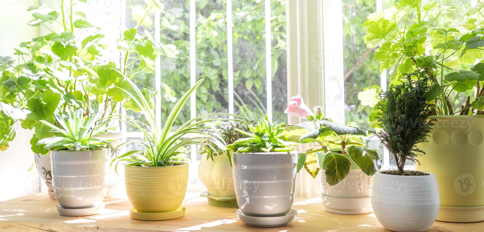 différentes plantes vertes sur la fenêtre en journée d'été ensoleillée. bannière. mise au point sélective. photo