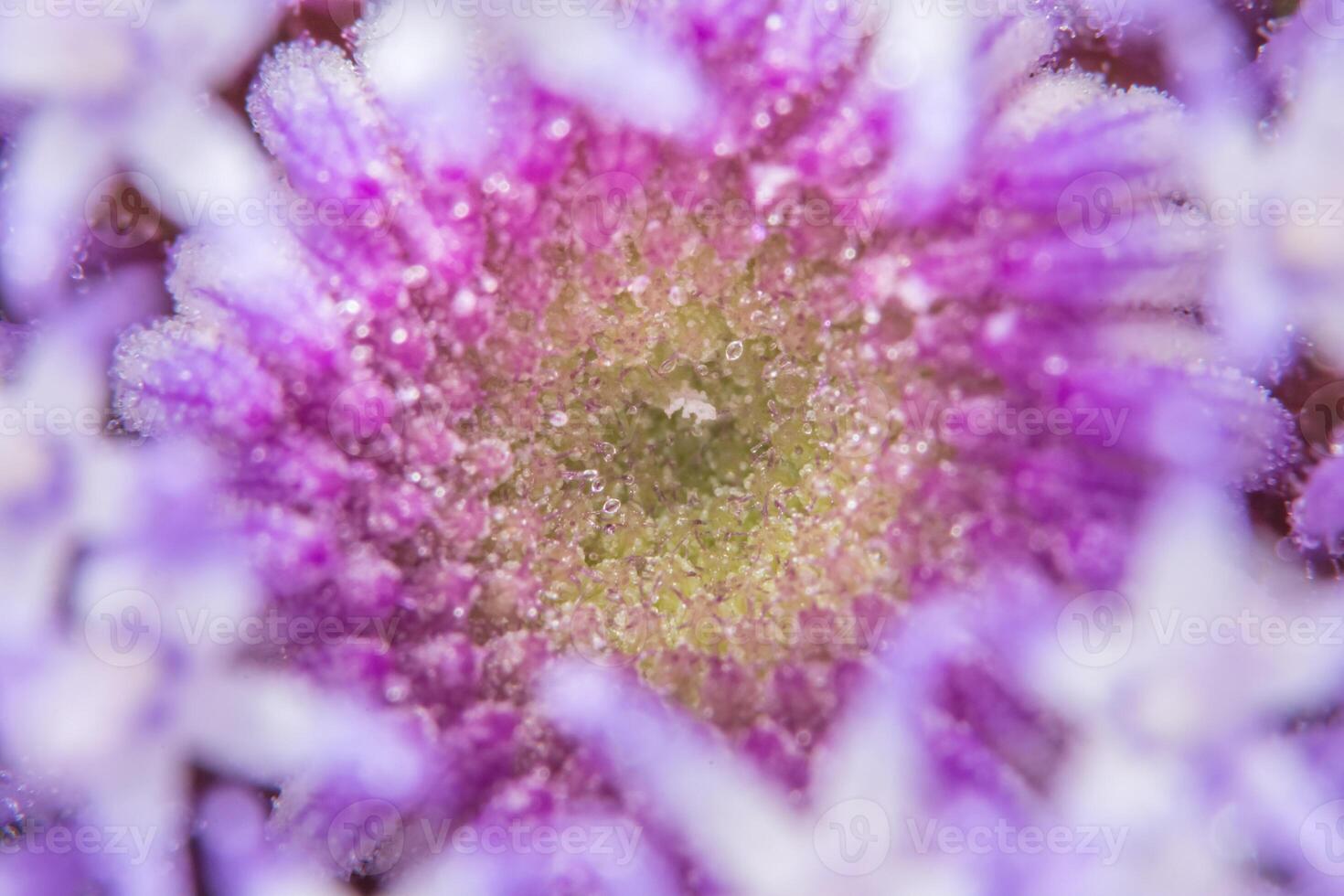 macro fleurs violettes photo