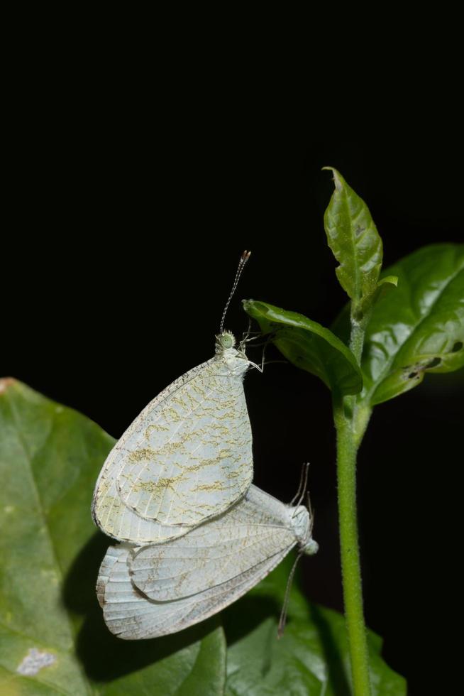 photo en gros plan des papillons de nuit