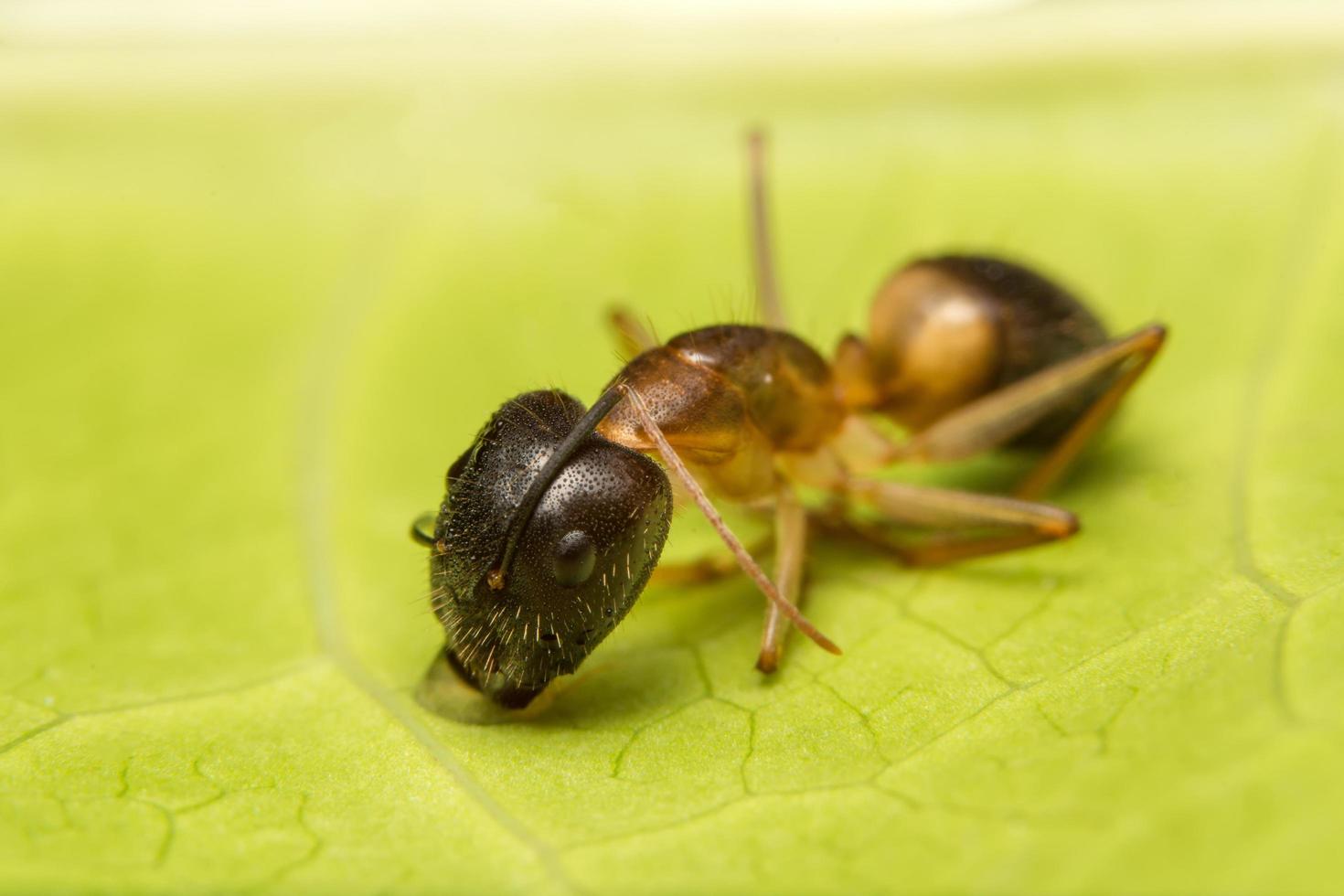 macro fourmi brune photo