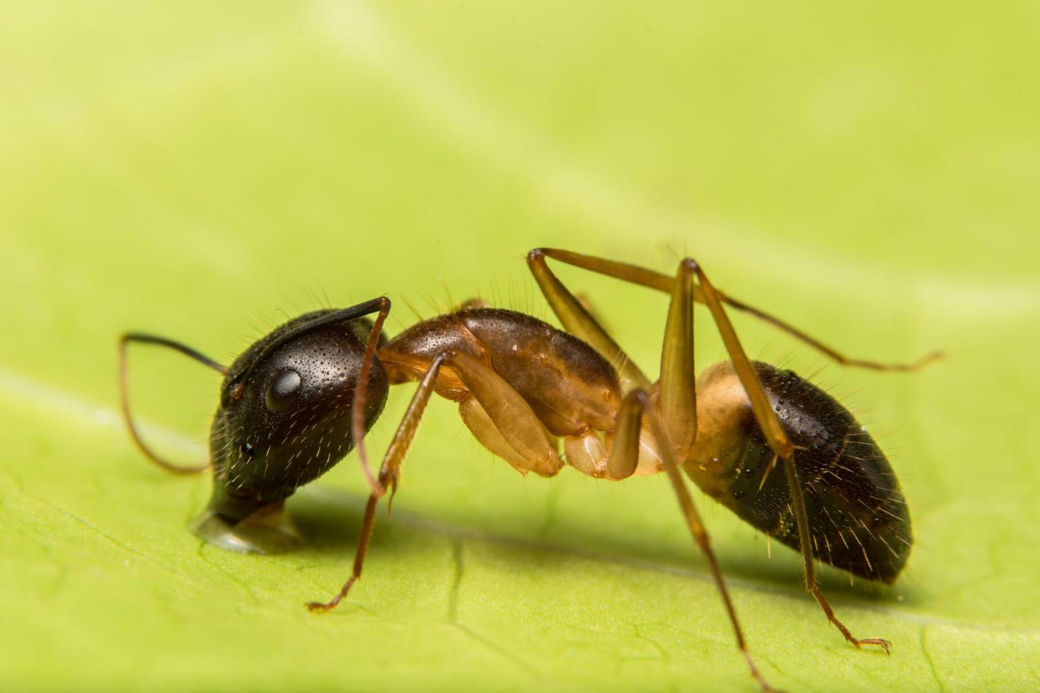 macro fourmi brune photo