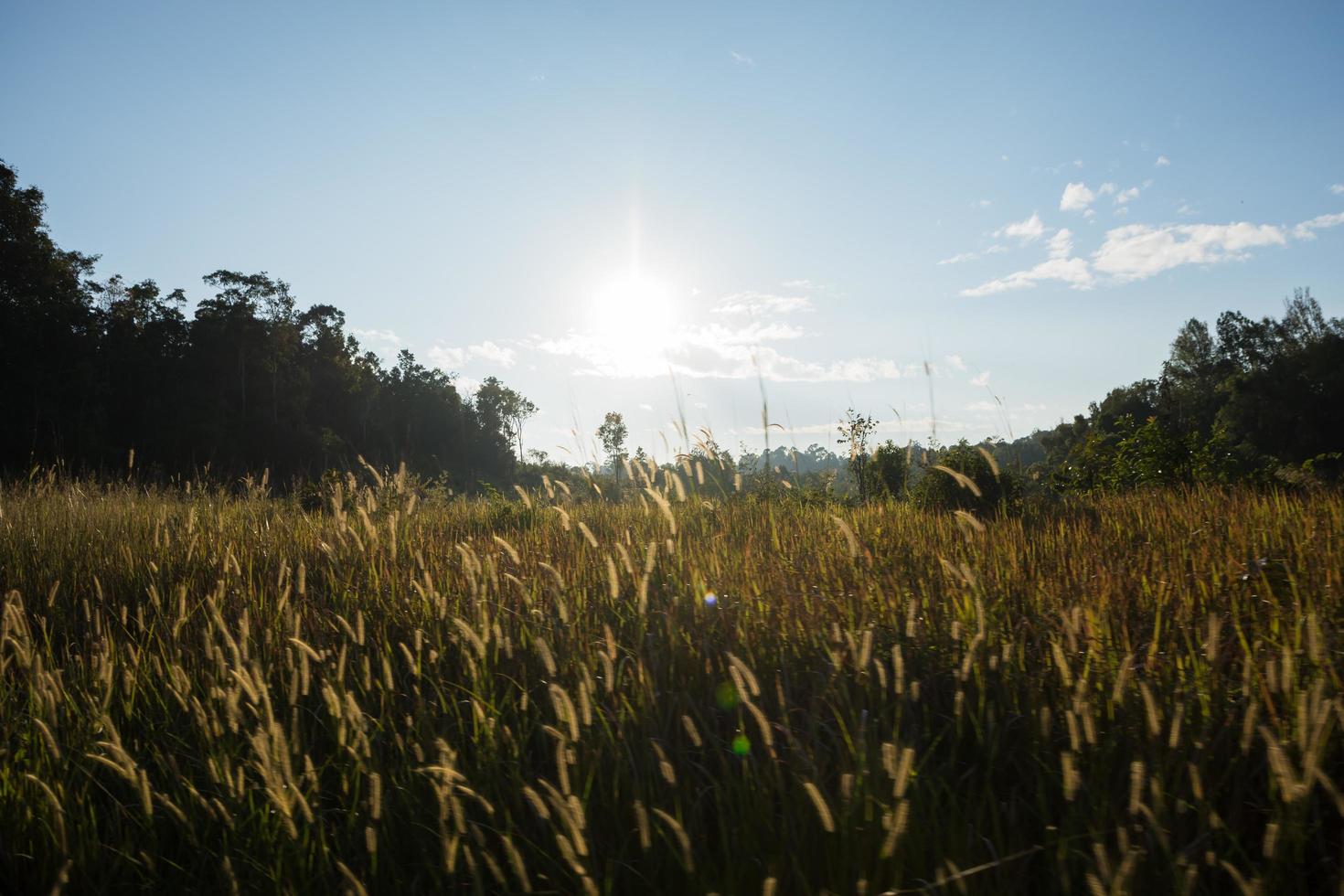 forêt au parc national de khao yai photo