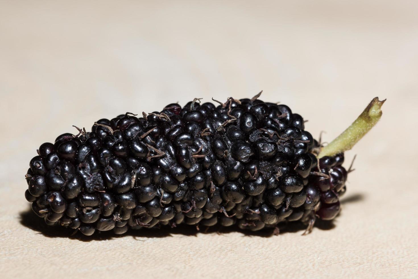 mûrier, photo en gros plan