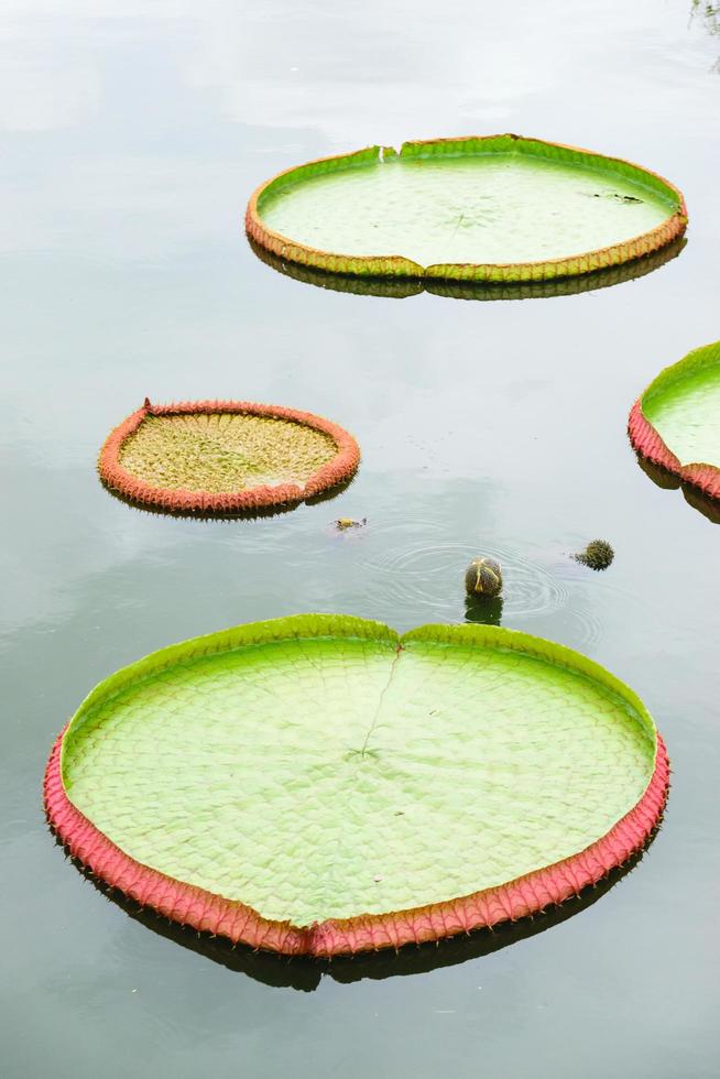 grandes feuilles de lotus photo