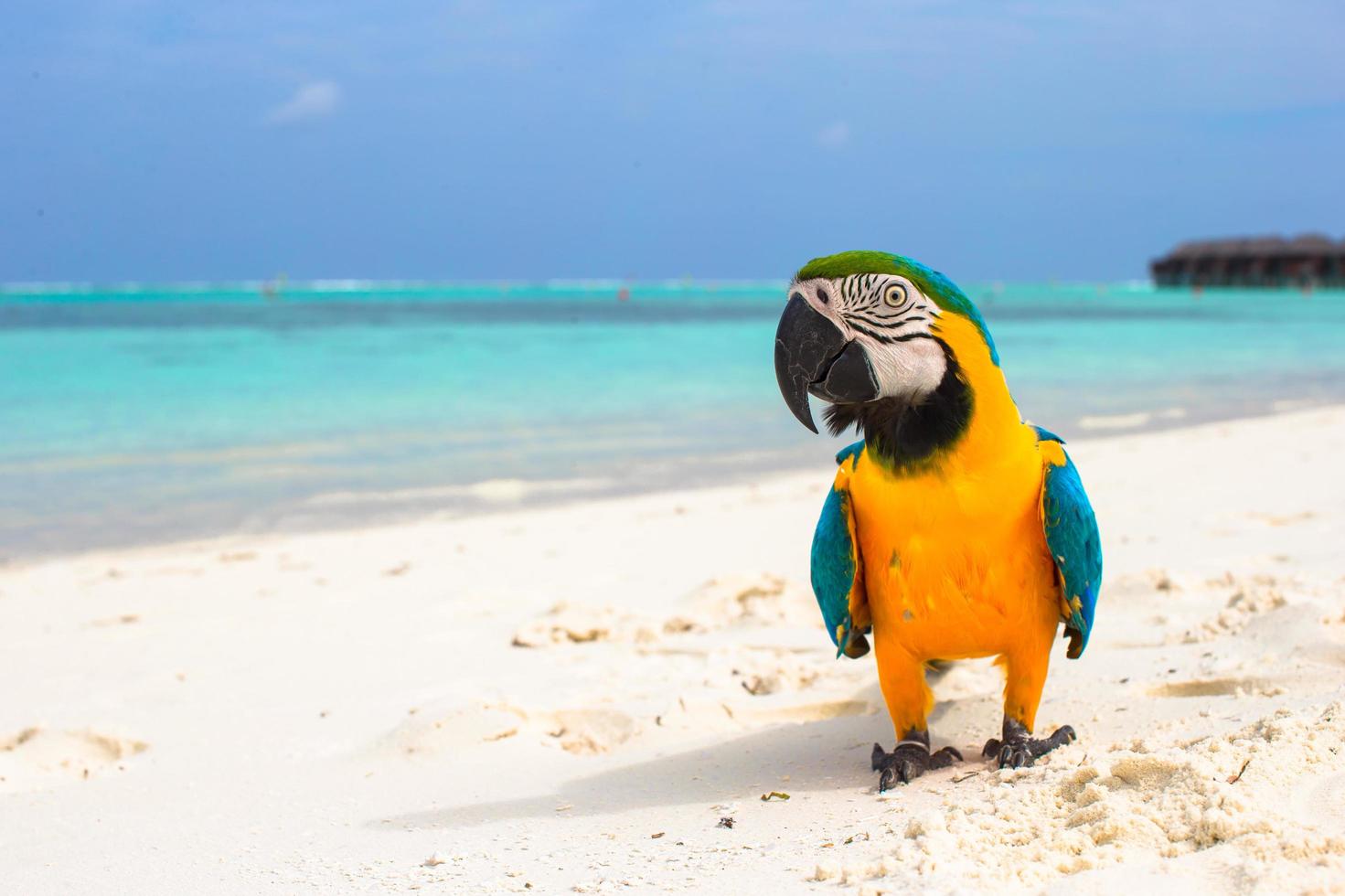 perroquet sur une plage blanche photo