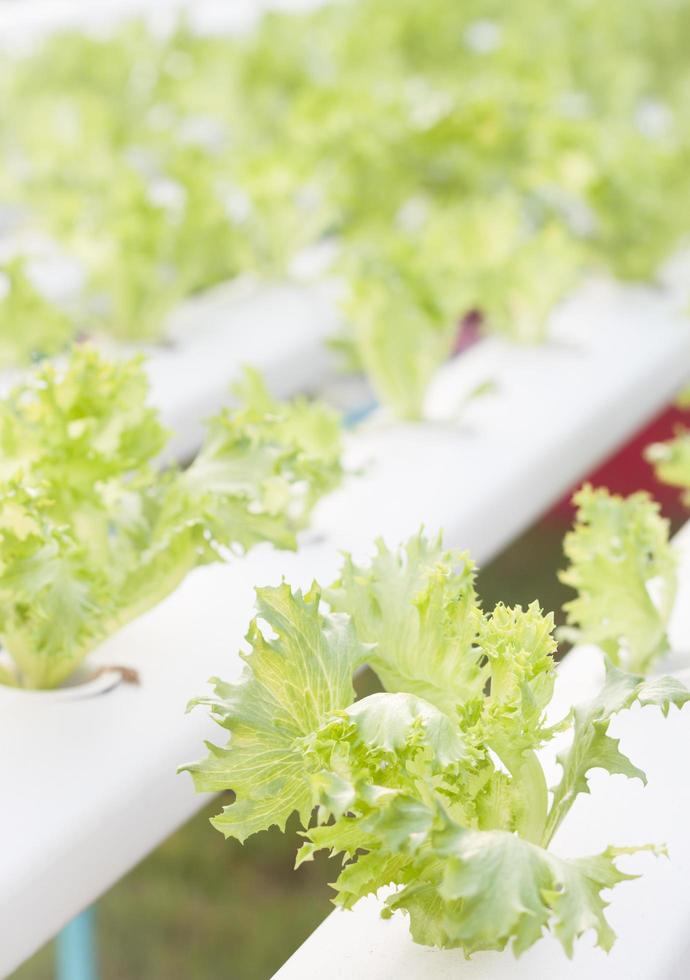 Plantes d'icebergs verts dans une ferme hydroponique photo