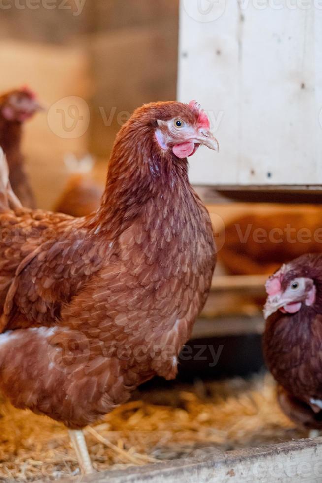 poule rouge en gros plan de poulailler. volailles pour l'élevage dans le village photo