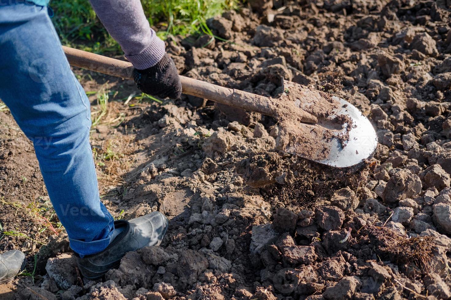 agriculteur travaillant dans un jardin. travailler avec une pelle. creuser le sol. planter une culture. photo
