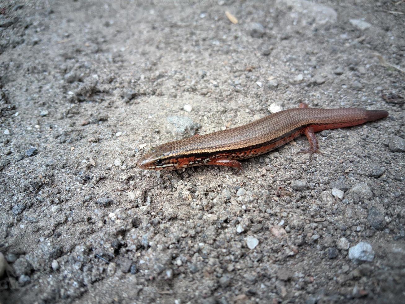 le nom du bébé lézard d'indonésie est kadal marchant photo