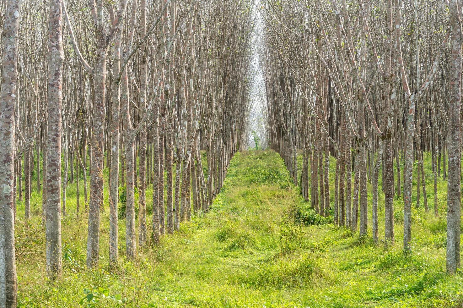 arbres à caoutchouc de croissance dans une plantation de caoutchouc avec très peu de feuilles en été en thaïlande dans l'arrière-pays pris dans la conception d'arrière-plan avec passerelle entre rangée ou ligne, texture d'arrière-plan naturelle photo