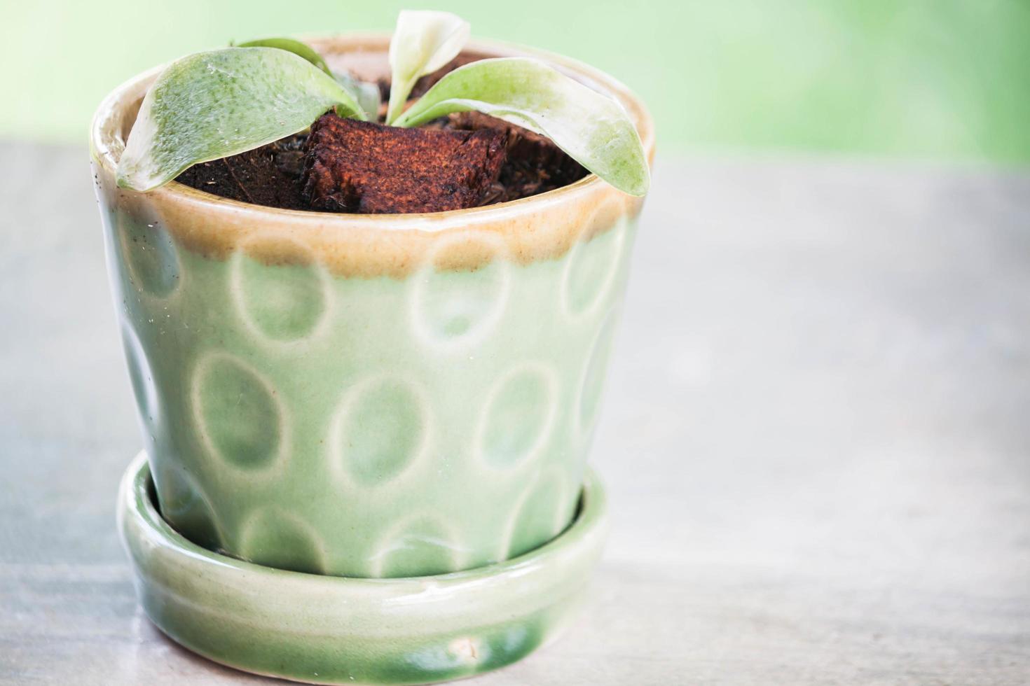 pousse verte dans un pot en céramique photo