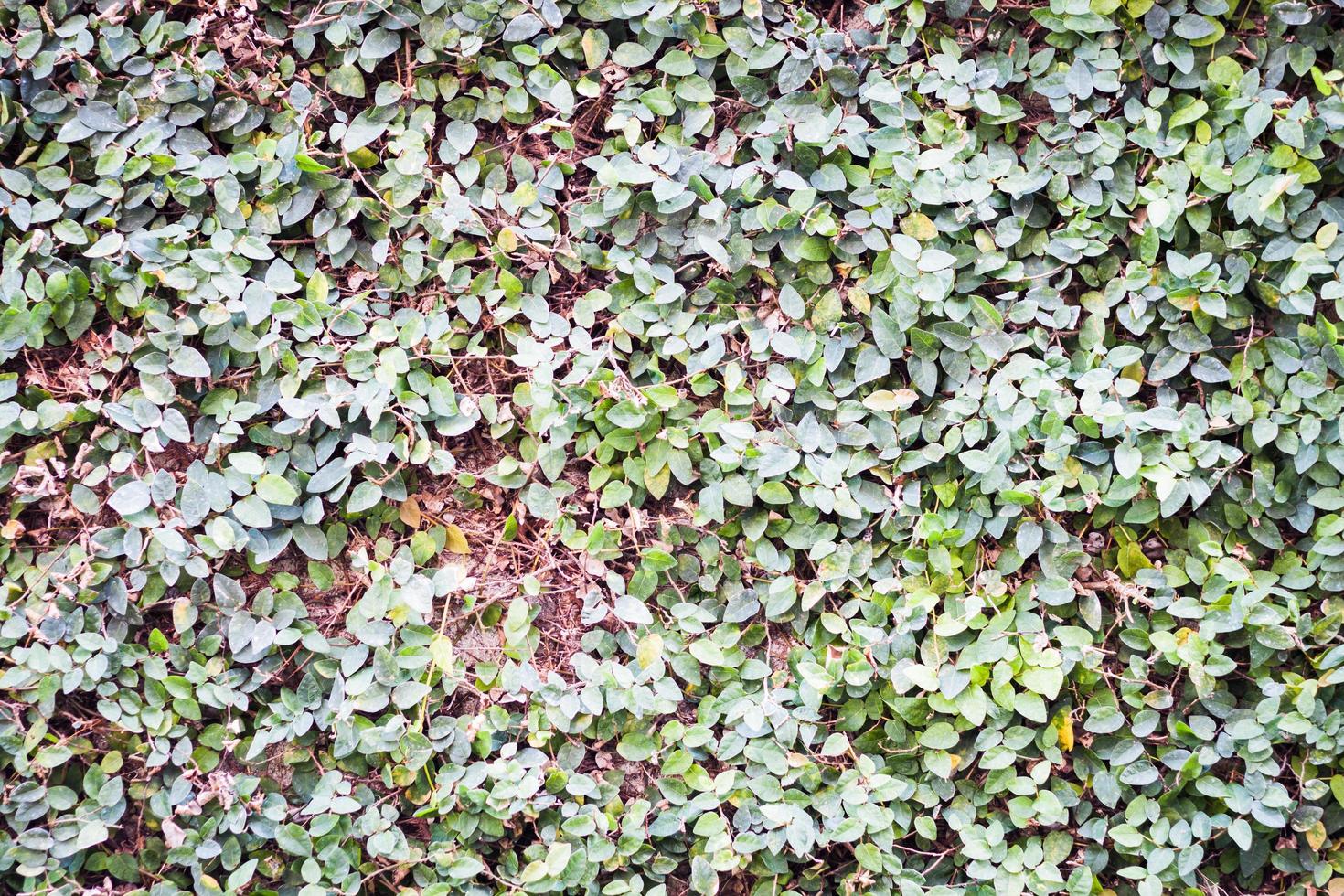 Feuilles grimpantes vertes sur le mur photo