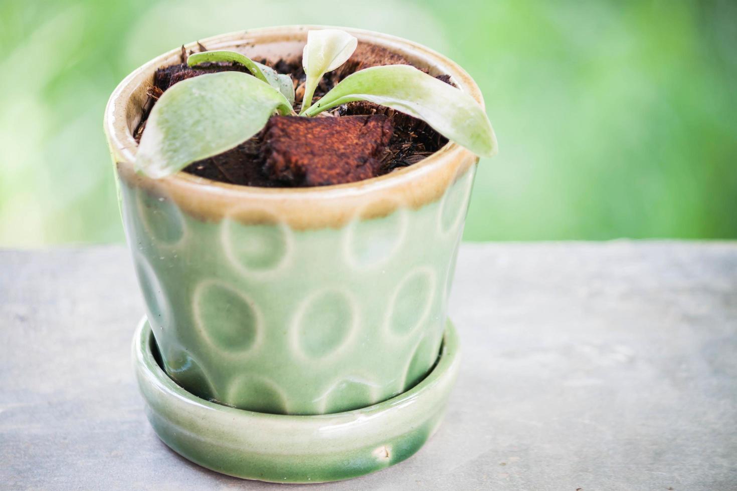 Jeune plante en pot en céramique photo