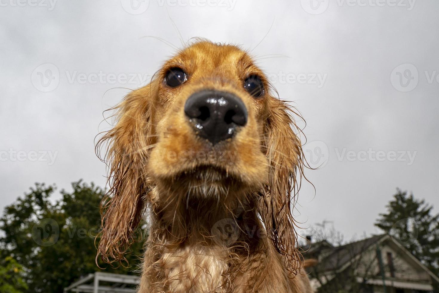 chiot mouillé chien cocker portrait vous regarde photo