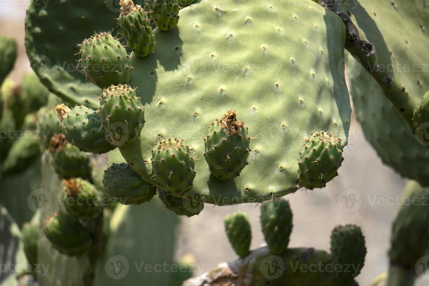 figue de barbarie sicile méditerranée mer cactus photo