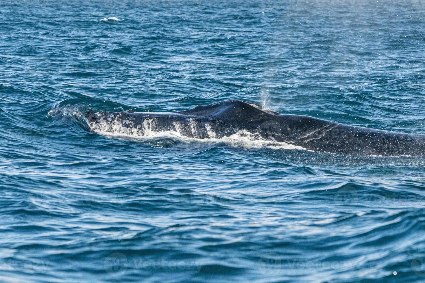 baleine à bosse respirant à cabo san lucas photo