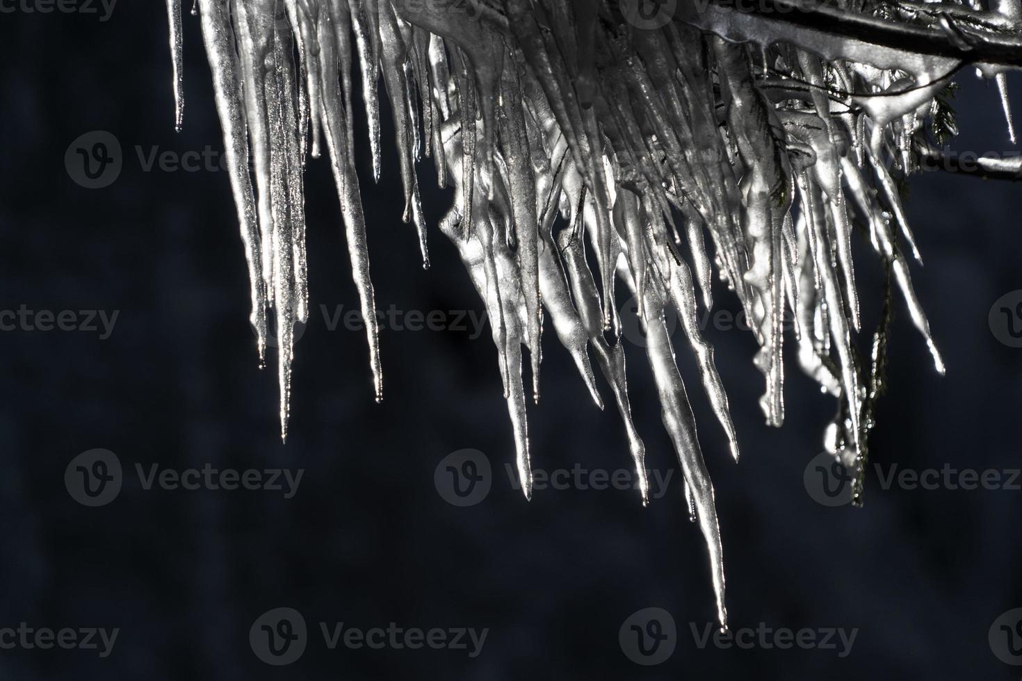 glaçons glace gelée sur les branches d'arbres photo