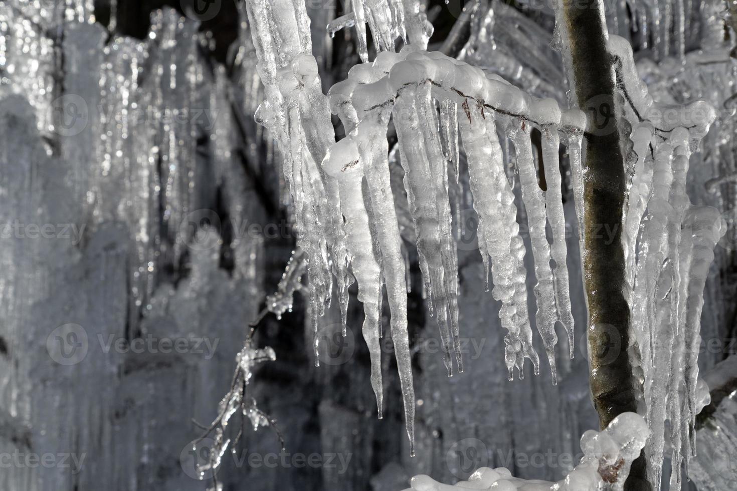 glaçons glace gelée sur les branches d'arbres photo