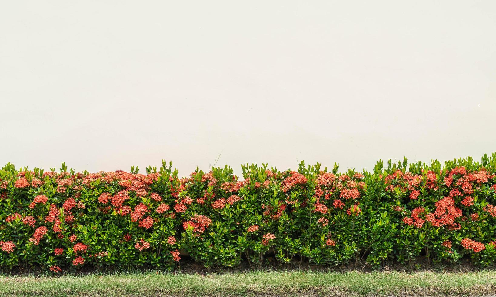 fleurs ixora rouges photo