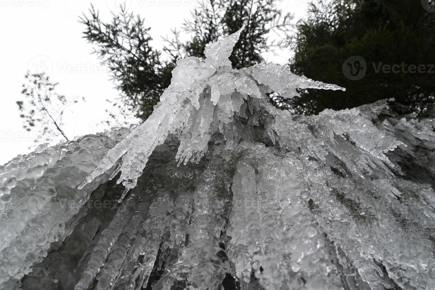 glaçons glace gelée sur les branches d'arbres photo