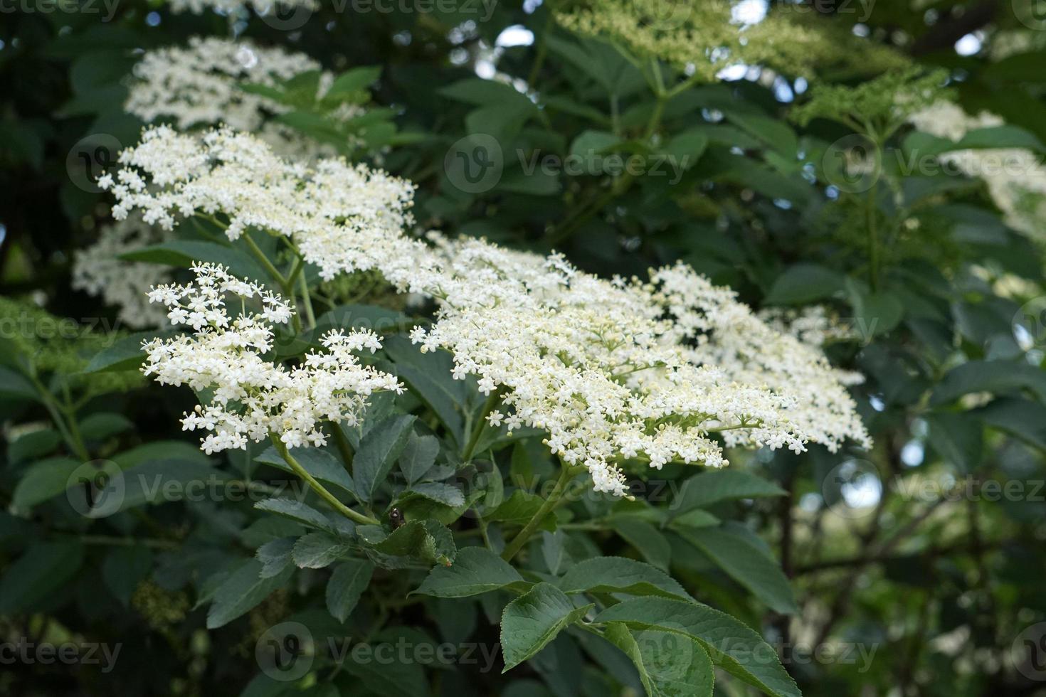 Photo gratuite de fleurs de sureau