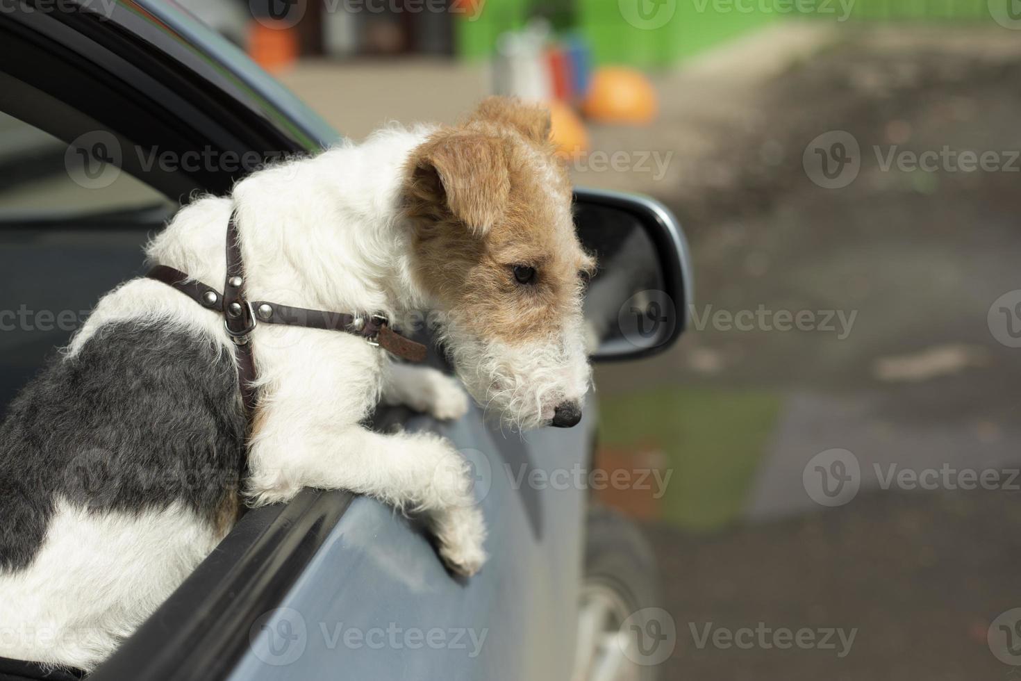chien regardant par la fenêtre de la voiture. 19639549 Photo de stock chez  Vecteezy