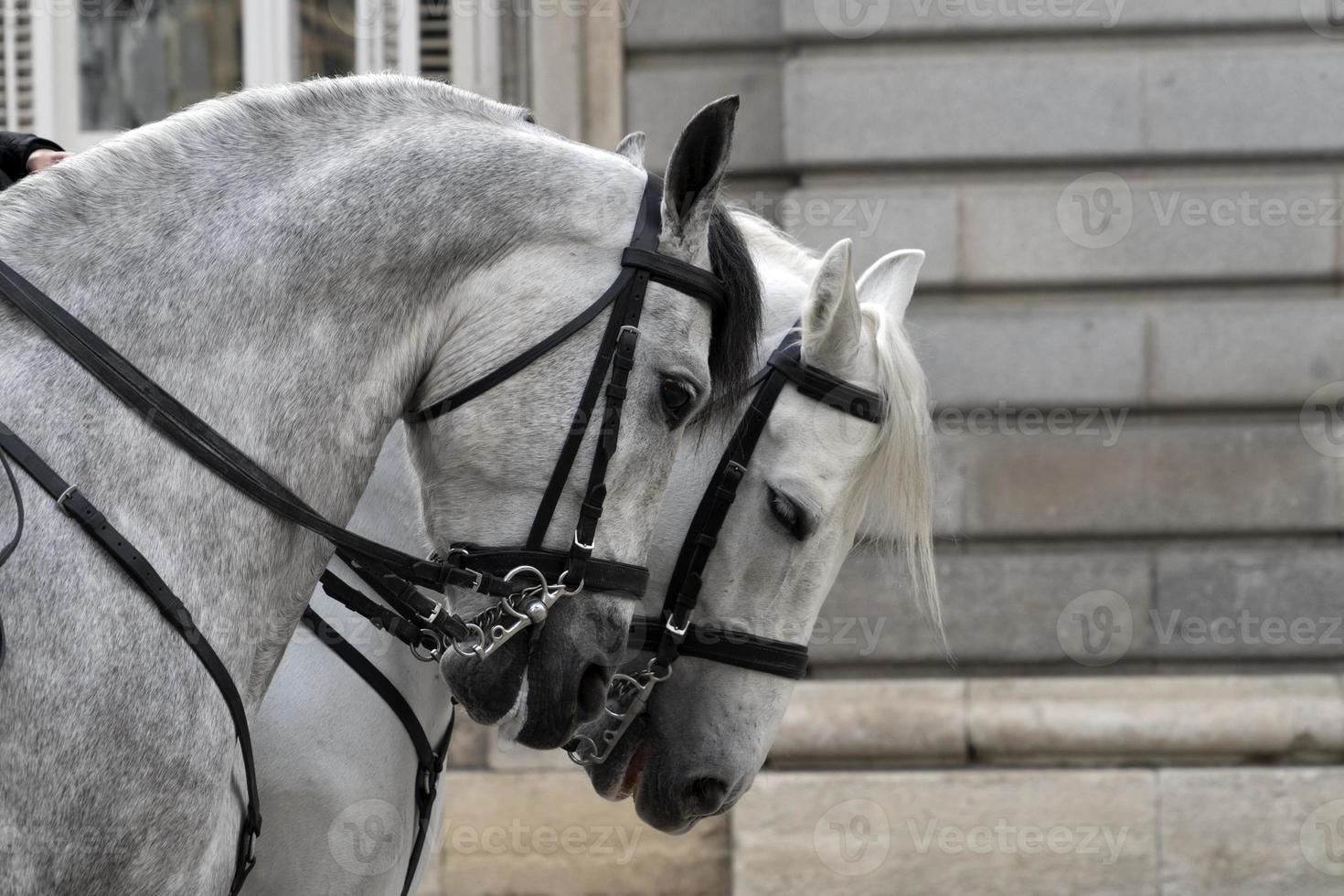 Détail des chevaux blancs de parade photo