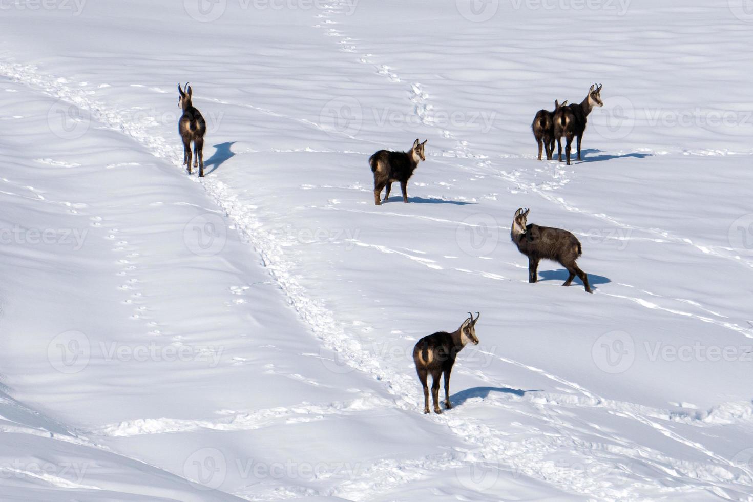 cerf chamois sur la neige blanche en hiver photo