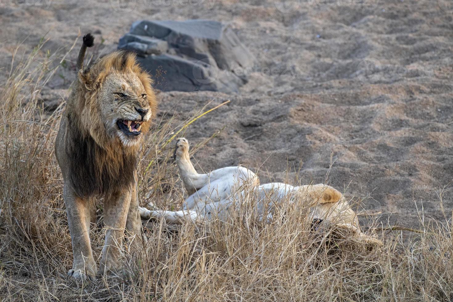 Accouplement de lions dans le parc Kruger en Afrique du Sud photo