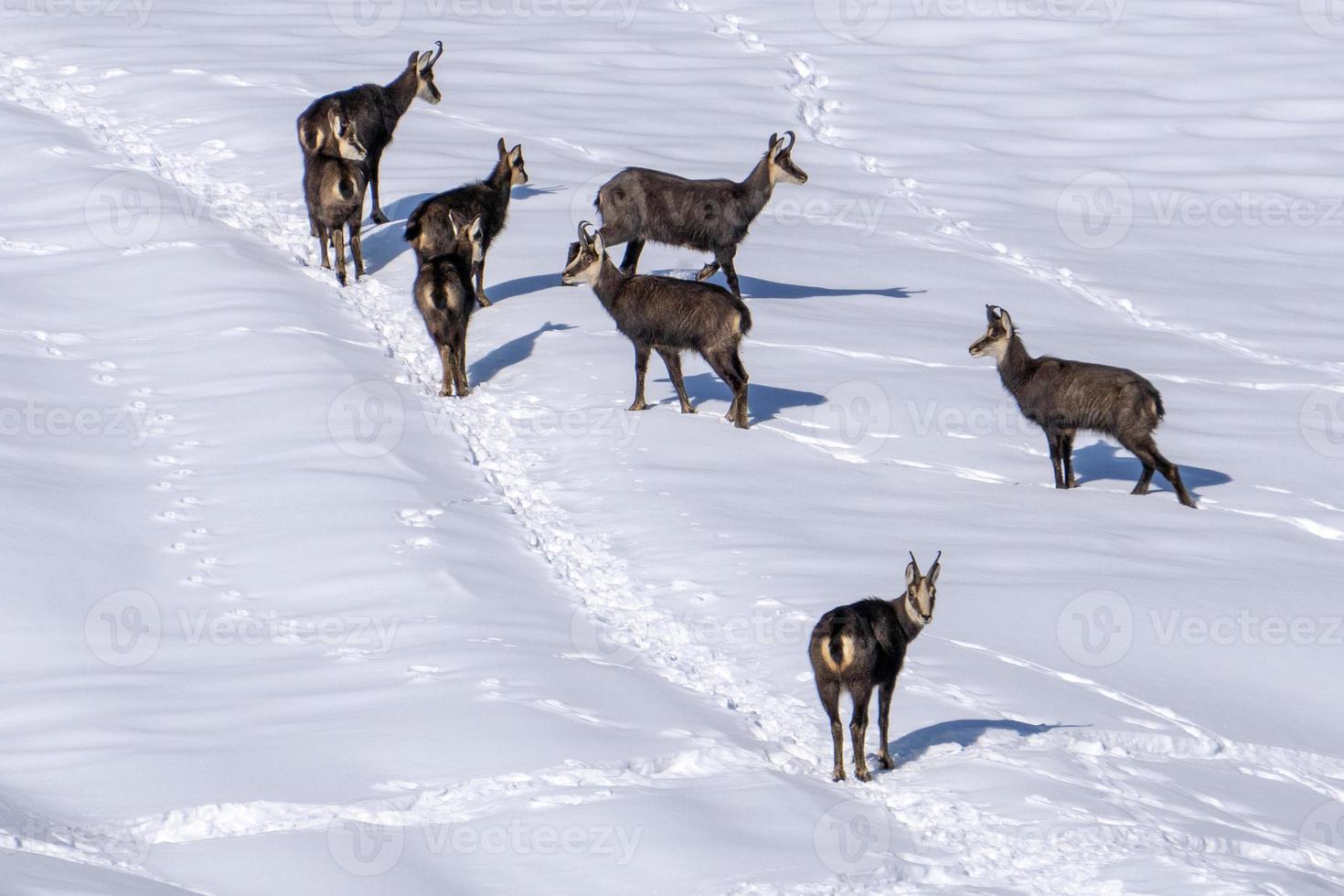 cerf chamois sur la neige blanche en hiver photo